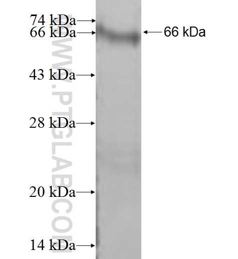 ETV1 fusion protein Ag9691 SDS-PAGE