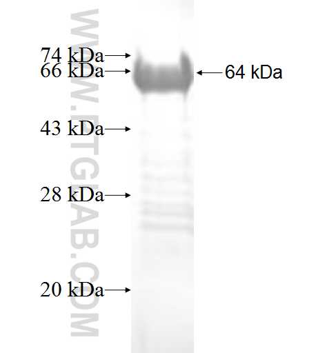 ETV1 fusion protein Ag9692 SDS-PAGE