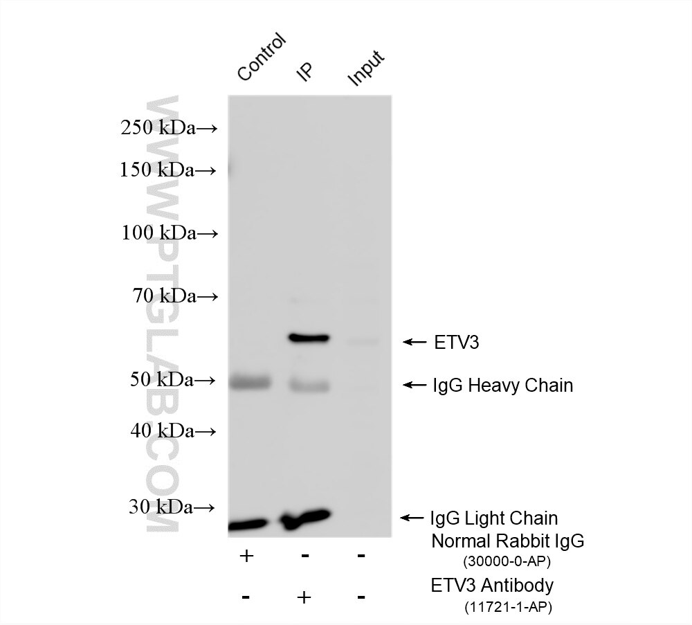 IP experiment of HepG2 using 11721-1-AP (same clone as 11721-1-PBS) Immunoprecipitation (IP) experiment of HepG2 cells using ETV3 Polyclonal antibody (11721-1-AP)