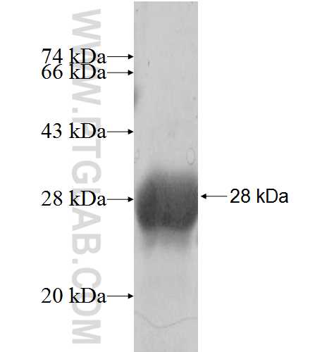 ETV4 fusion protein Ag4395 SDS-PAGE