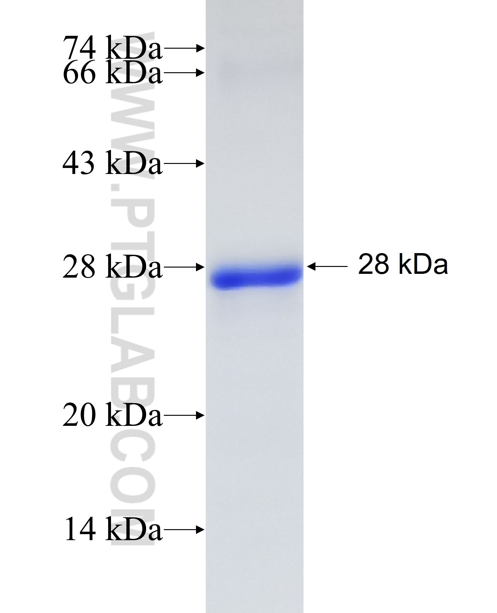 ETV4 fusion protein Ag4395 SDS-PAGE