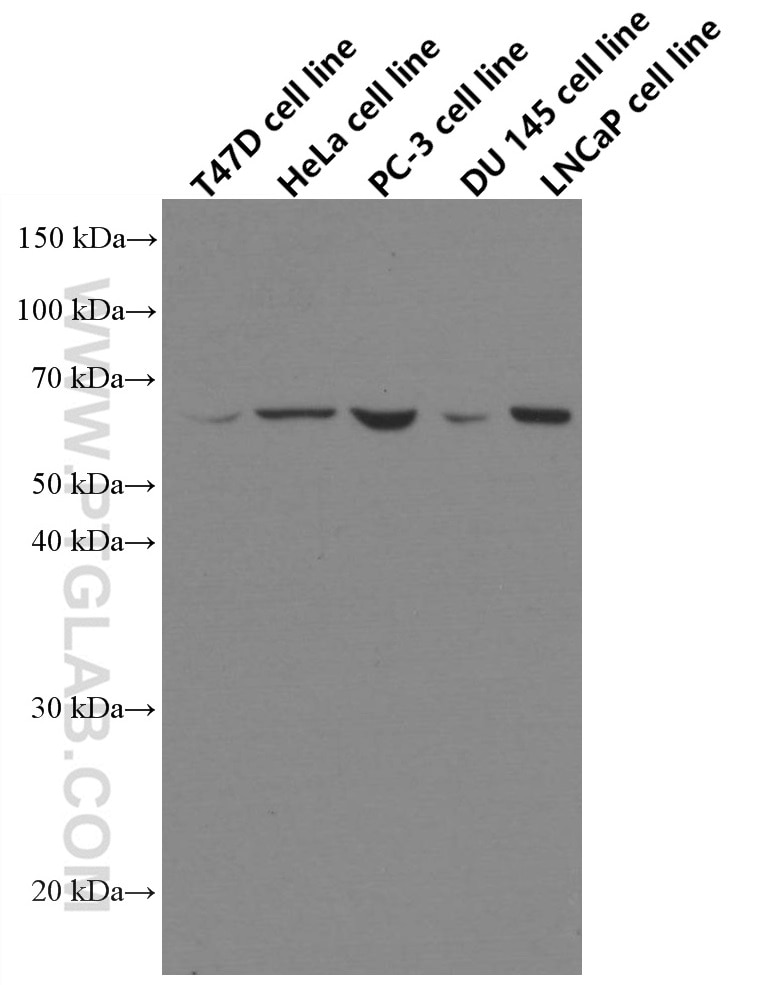Western Blot (WB) analysis of various lysates using ETV5 Monoclonal antibody (66657-1-Ig)