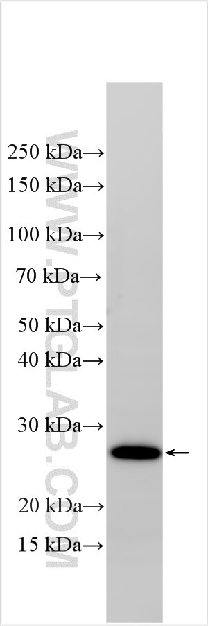 Western Blot (WB) analysis of various lysates using EVA1B Polyclonal antibody (20793-1-AP)