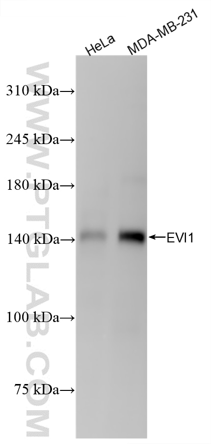 Western Blot (WB) analysis of various lysates using EVI1 Recombinant monoclonal antibody (86935-1-RR)