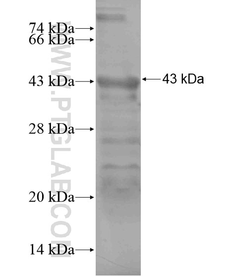 EVI1 fusion protein Ag19603 SDS-PAGE