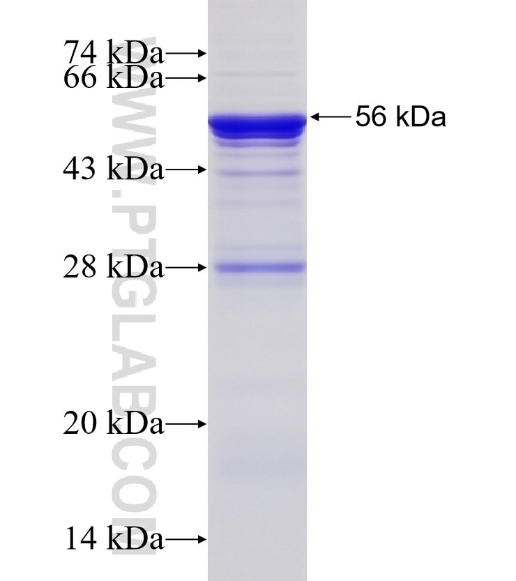 EVI2A fusion protein Ag11075 SDS-PAGE