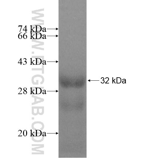 EVI2A fusion protein Ag11121 SDS-PAGE