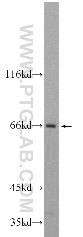 Western Blot (WB) analysis of HepG2 cells using EVI2B Polyclonal antibody (24891-1-AP)
