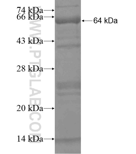 EVI2B fusion protein Ag19511 SDS-PAGE