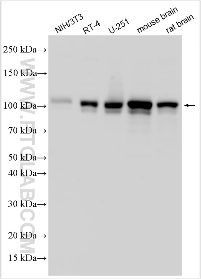 WB analysis using 32934-1-AP (same clone as 32934-1-PBS) Western Blot (WB) analysis of various lysates using EVI5L Polyclonal antibody (32934-1-AP)