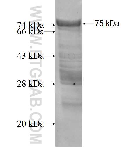 EVL fusion protein Ag4302 SDS-PAGE