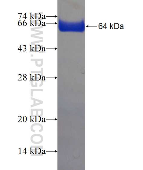 EVPL fusion protein Ag22188 SDS-PAGE