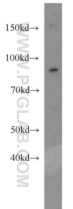 Western Blot (WB) analysis of mouse testis tissue using EWS Polyclonal antibody (55191-1-AP)
