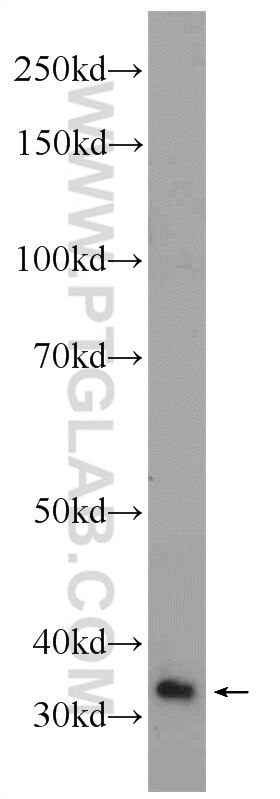 Western Blot (WB) analysis of HeLa cells using EXD1 Polyclonal antibody (17313-1-AP)