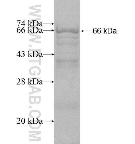 EXD1 fusion protein Ag11282 SDS-PAGE