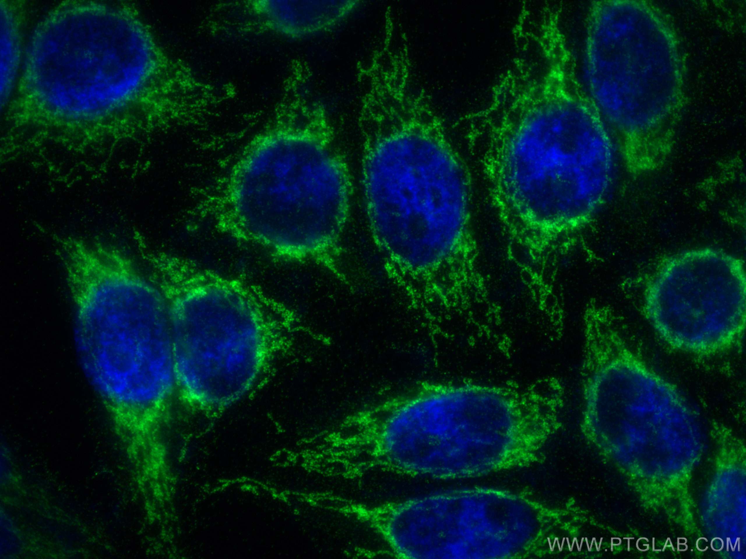 Immunofluorescence (IF) / fluorescent staining of HepG2 cells using EXD2 Polyclonal antibody (20138-1-AP)