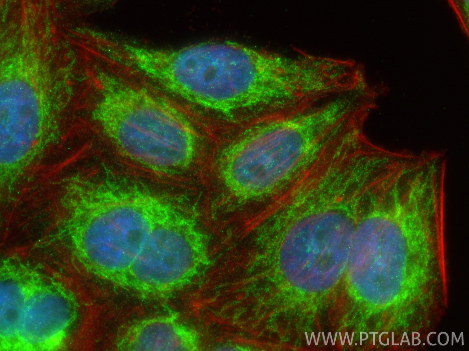 Immunofluorescence (IF) / fluorescent staining of HepG2 cells using EXD2 Polyclonal antibody (20138-1-AP)