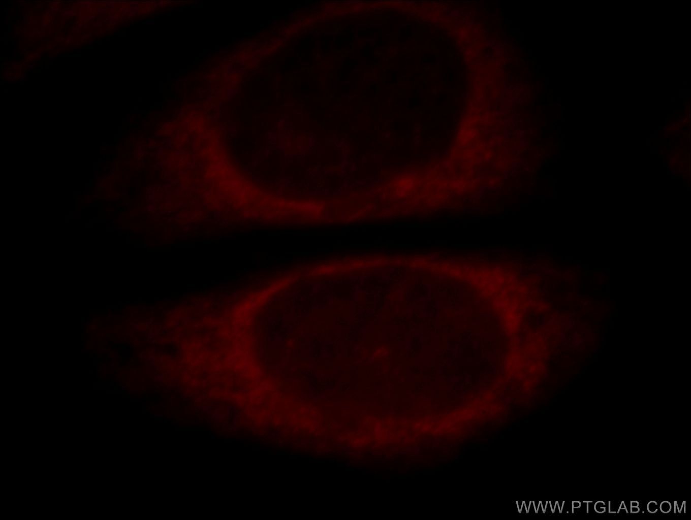 Immunofluorescence (IF) / fluorescent staining of HepG2 cells using EXD2 Polyclonal antibody (20138-1-AP)