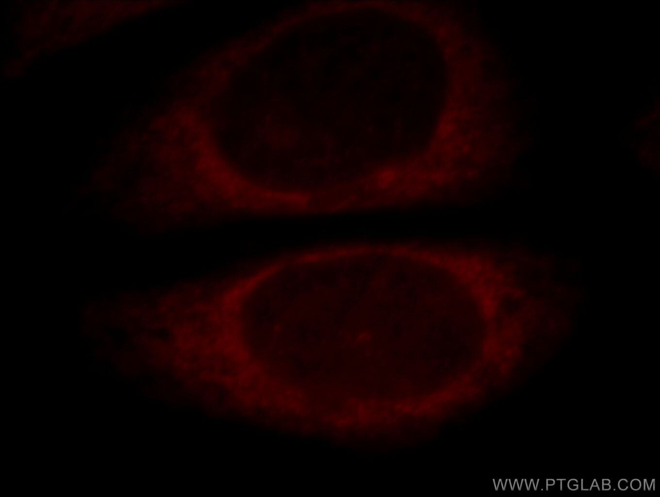 Immunofluorescence (IF) / fluorescent staining of HepG2 cells using EXD2 Polyclonal antibody (20138-1-AP)