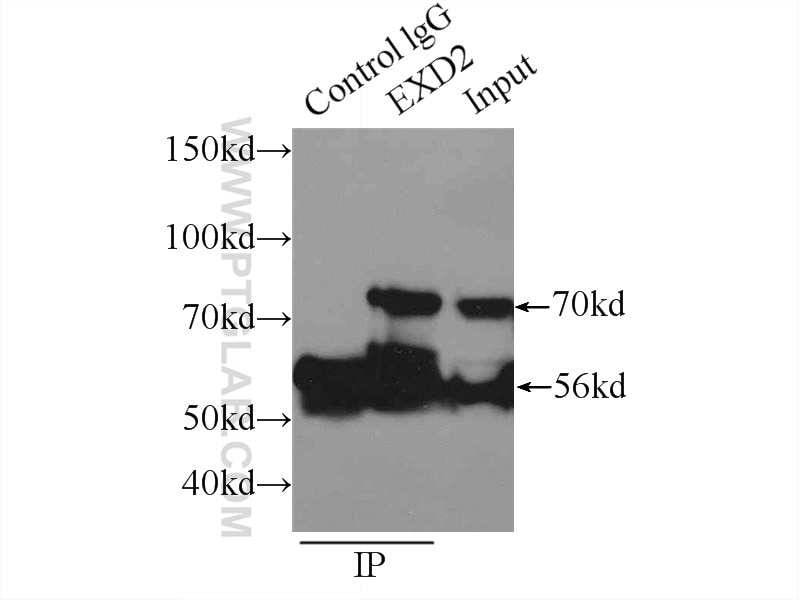 Immunoprecipitation (IP) experiment of mouse lung tissue using EXD2 Polyclonal antibody (20138-1-AP)