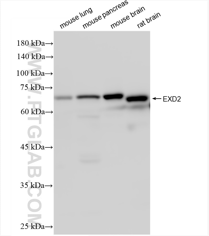 Western Blot (WB) analysis of various lysates using EXD2 Recombinant antibody (85832-4-RR)