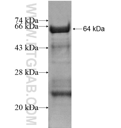 EXD2 fusion protein Ag14090 SDS-PAGE