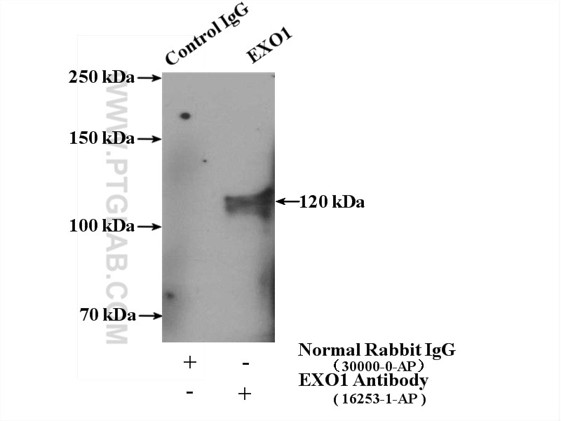 Immunoprecipitation (IP) experiment of mouse thymus tissue using EXO1 Polyclonal antibody (16253-1-AP)