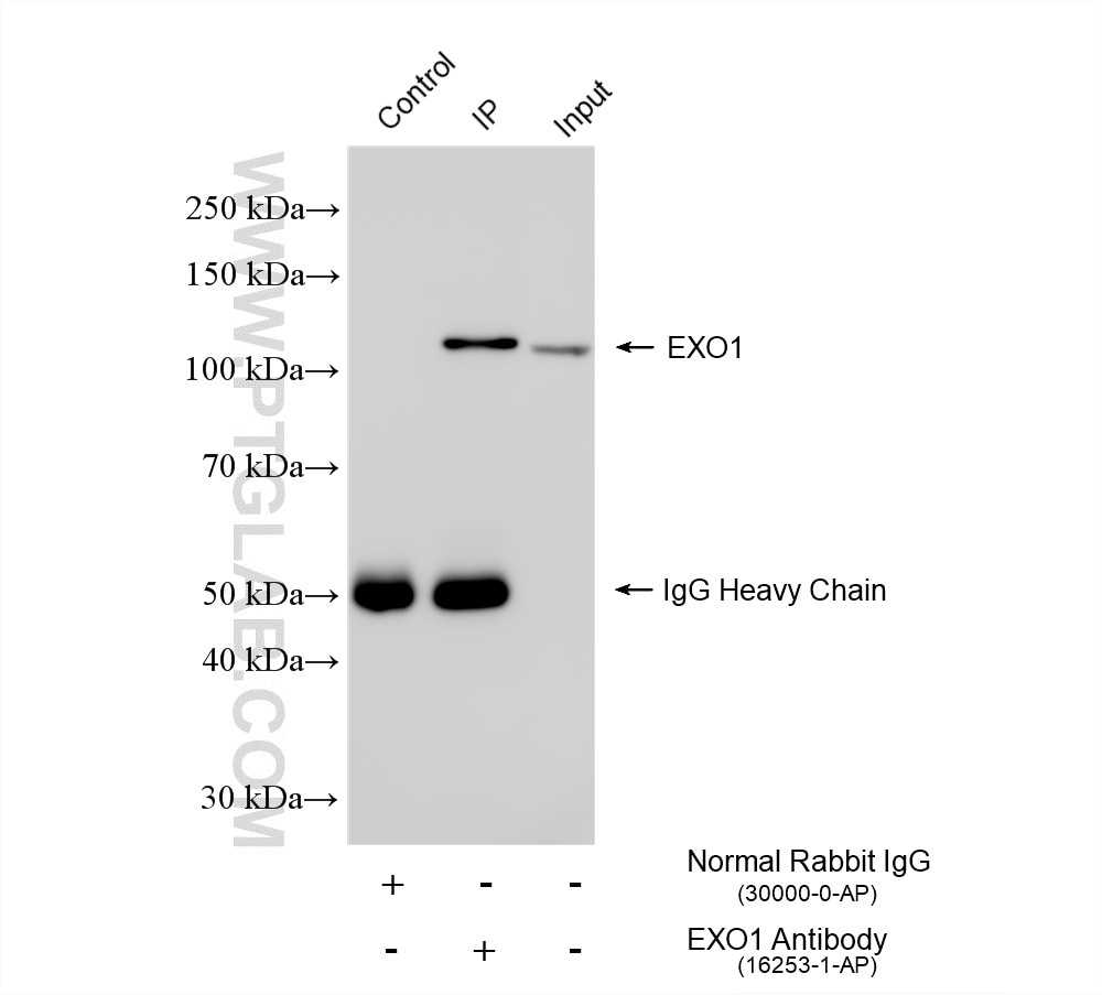 Immunoprecipitation (IP) experiment of HEK-293T cells using EXO1/Exonuclease 1 Polyclonal antibody (16253-1-AP)