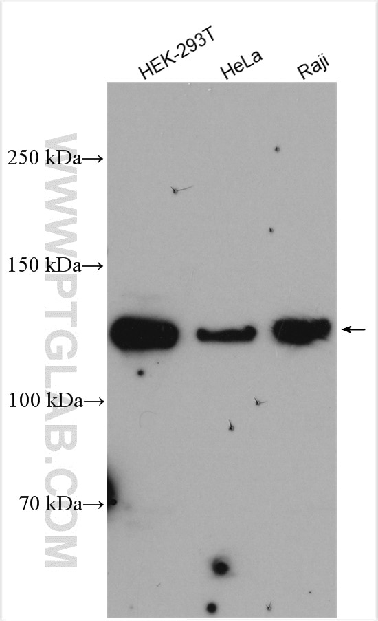 Western Blot (WB) analysis of various lysates using EXO1 Polyclonal antibody (16253-1-AP)