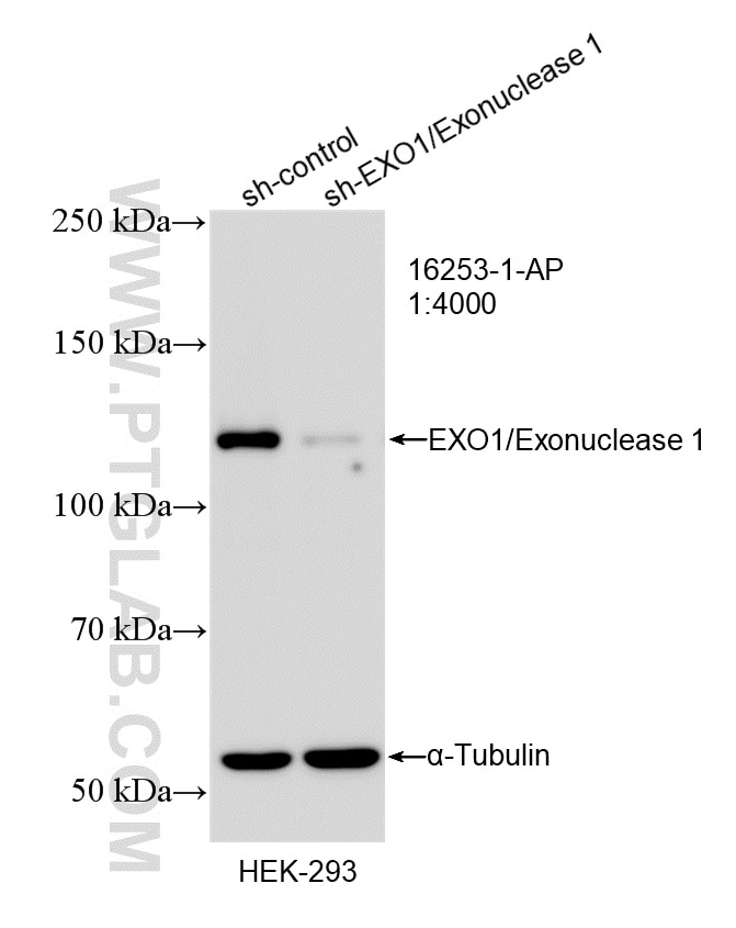 Western Blot (WB) analysis of HEK-293 cells using EXO1/Exonuclease 1 Polyclonal antibody (16253-1-AP)