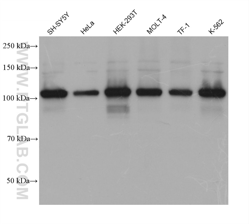 Western Blot (WB) analysis of various lysates using EXO1 Monoclonal antibody (68536-1-Ig)