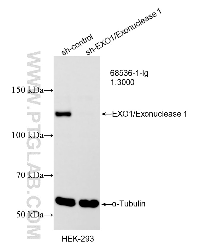 Western Blot (WB) analysis of HEK-293 cells using EXO1/Exonuclease 1 Monoclonal antibody (68536-1-Ig)
