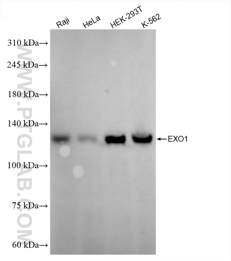 Western Blot (WB) analysis of various lysates using EXO1 Recombinant antibody (86445-1-RR)