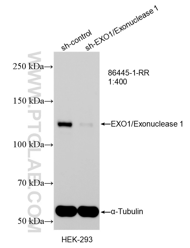 WB analysis of HEK-293 using 86445-1-RR (same clone as 86445-1-PBS) Western Blot (WB) analysis of HEK-293 cells using EXO1/Exonuclease 1 Recombinant monoclonal antibody (86445-1-RR)
