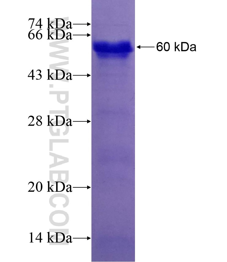 EXO1 fusion protein Ag9253 SDS-PAGE