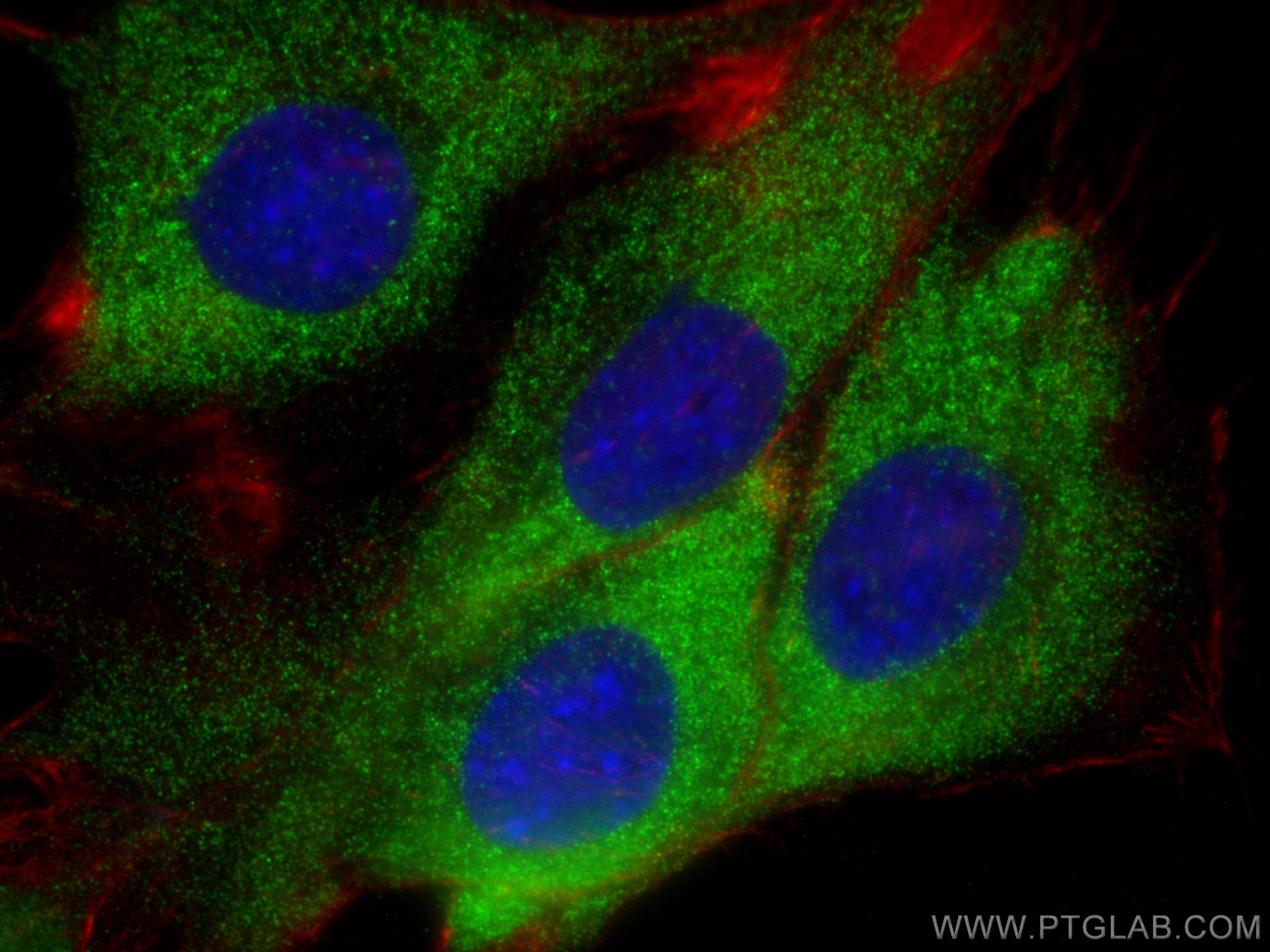 Immunofluorescence (IF) / fluorescent staining of C2C12 cells using EXOC1 Polyclonal antibody (11690-1-AP)