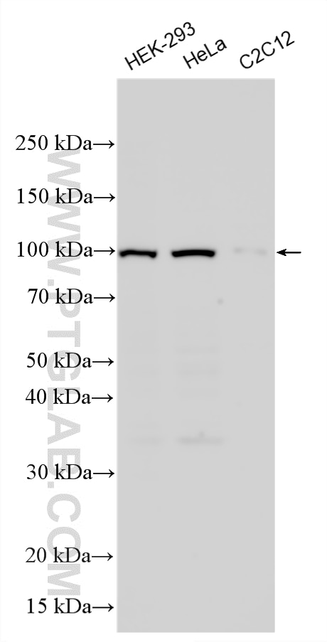 Western Blot (WB) analysis of various lysates using EXOC1 Polyclonal antibody (11690-1-AP)