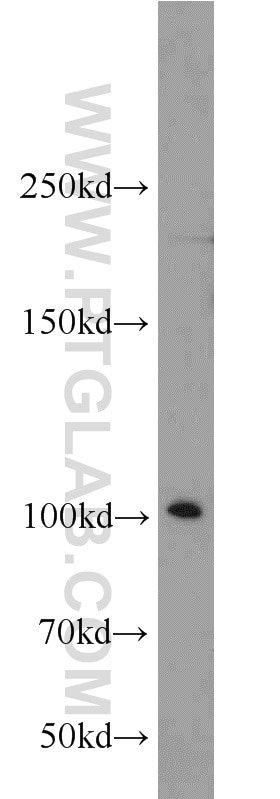 Western Blot (WB) analysis of mouse brain tissue using EXOC1 Polyclonal antibody (11690-1-AP)