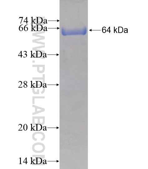 EXOC1 fusion protein Ag2303 SDS-PAGE