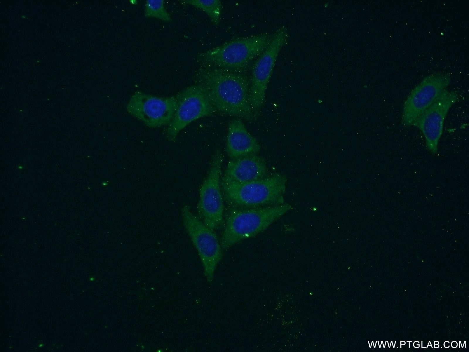 IF Staining of HepG2 using 14703-1-AP