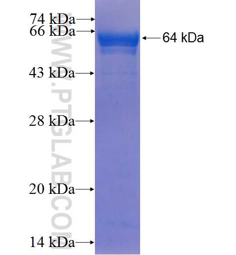 SEC6 fusion protein Ag6383 SDS-PAGE