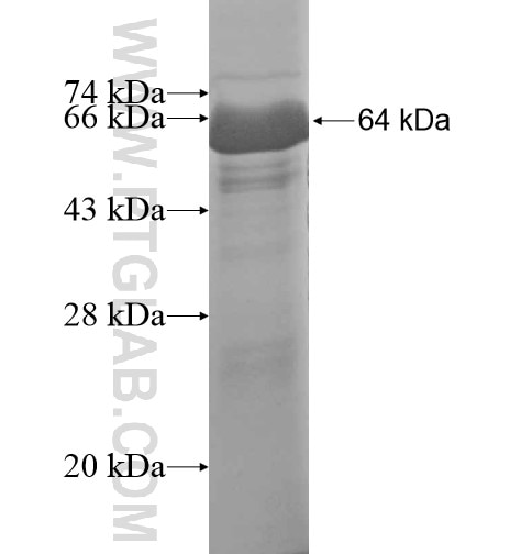 EXOC3L fusion protein Ag15025 SDS-PAGE