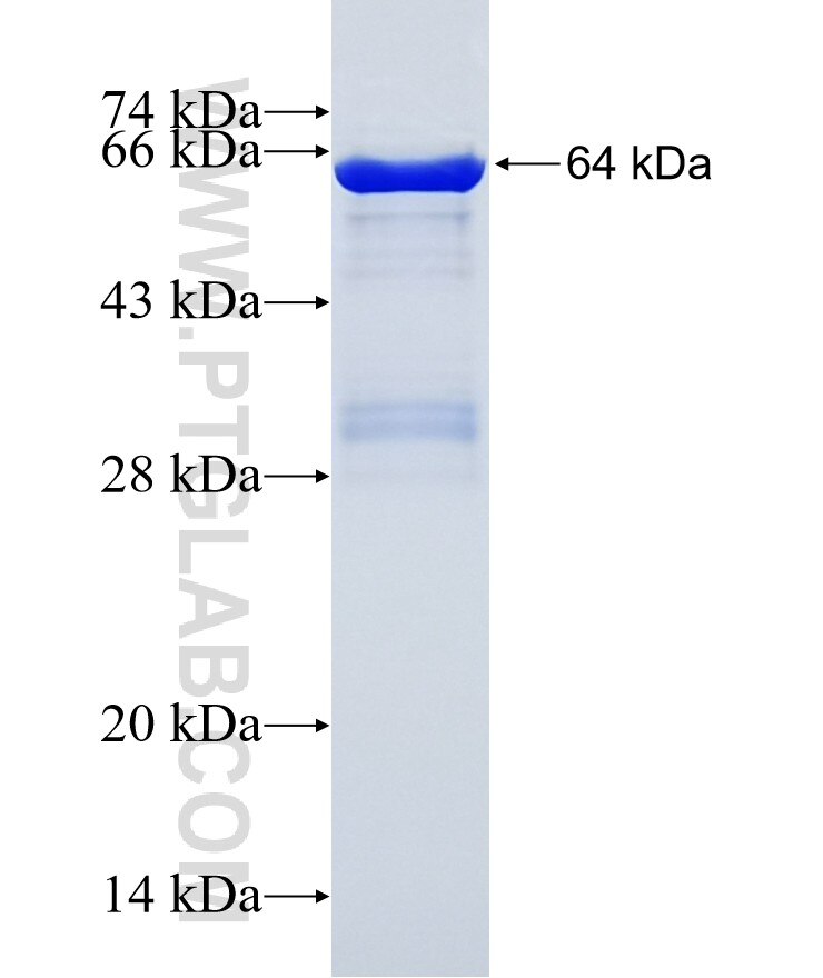 EXOC3L fusion protein Ag15025 SDS-PAGE