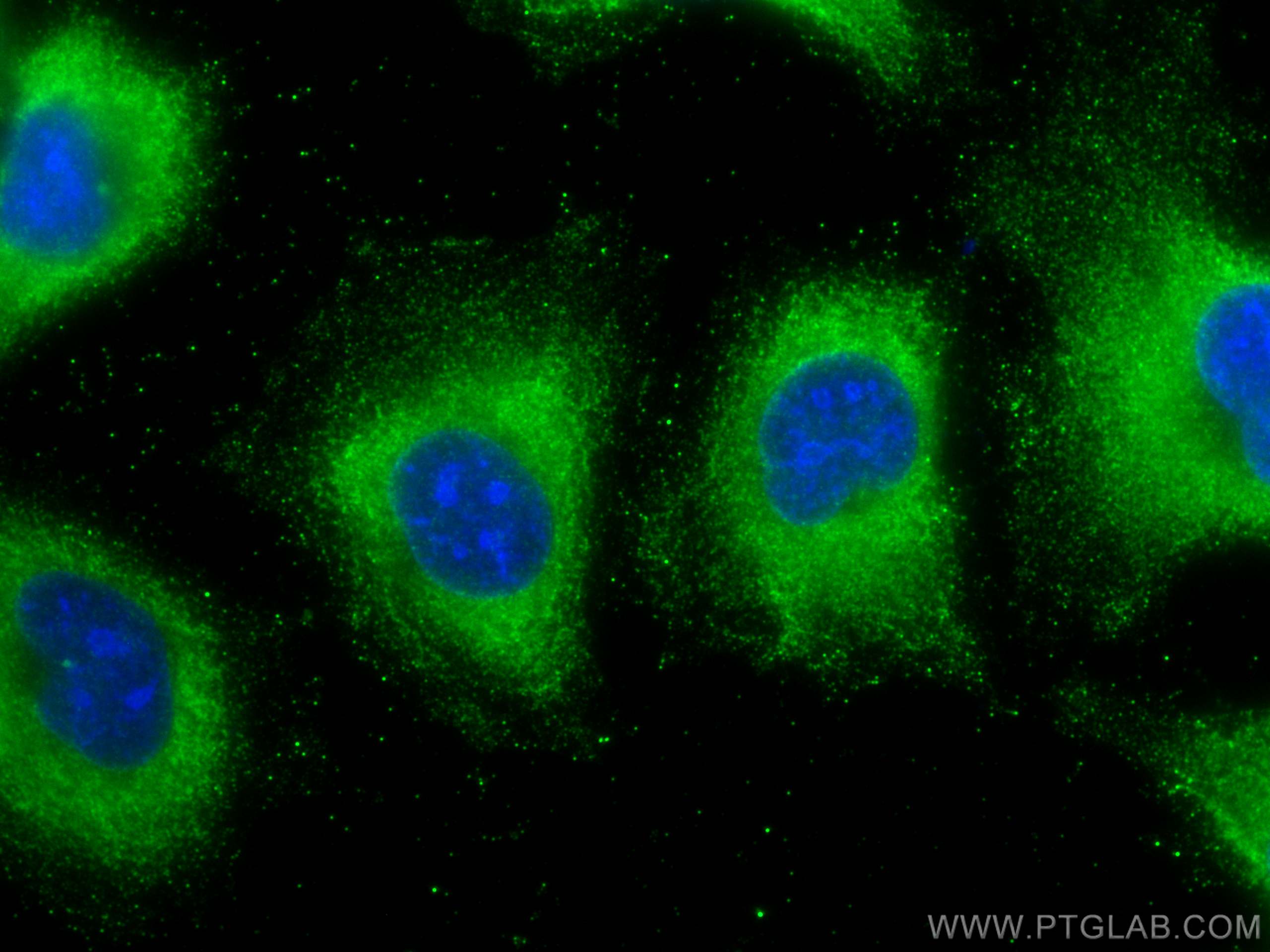 Immunofluorescence (IF) / fluorescent staining of HUVEC cells using EXOC3L2 Monoclonal antibody (66537-1-Ig)