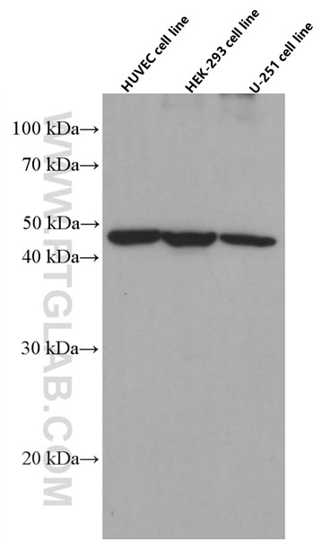 Western Blot (WB) analysis of HUVEC cells using EXOC3L2 Monoclonal antibody (66537-1-Ig)