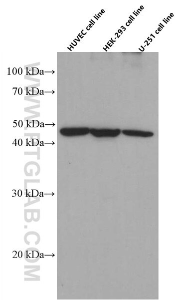 WB analysis of HUVEC using 66537-1-Ig