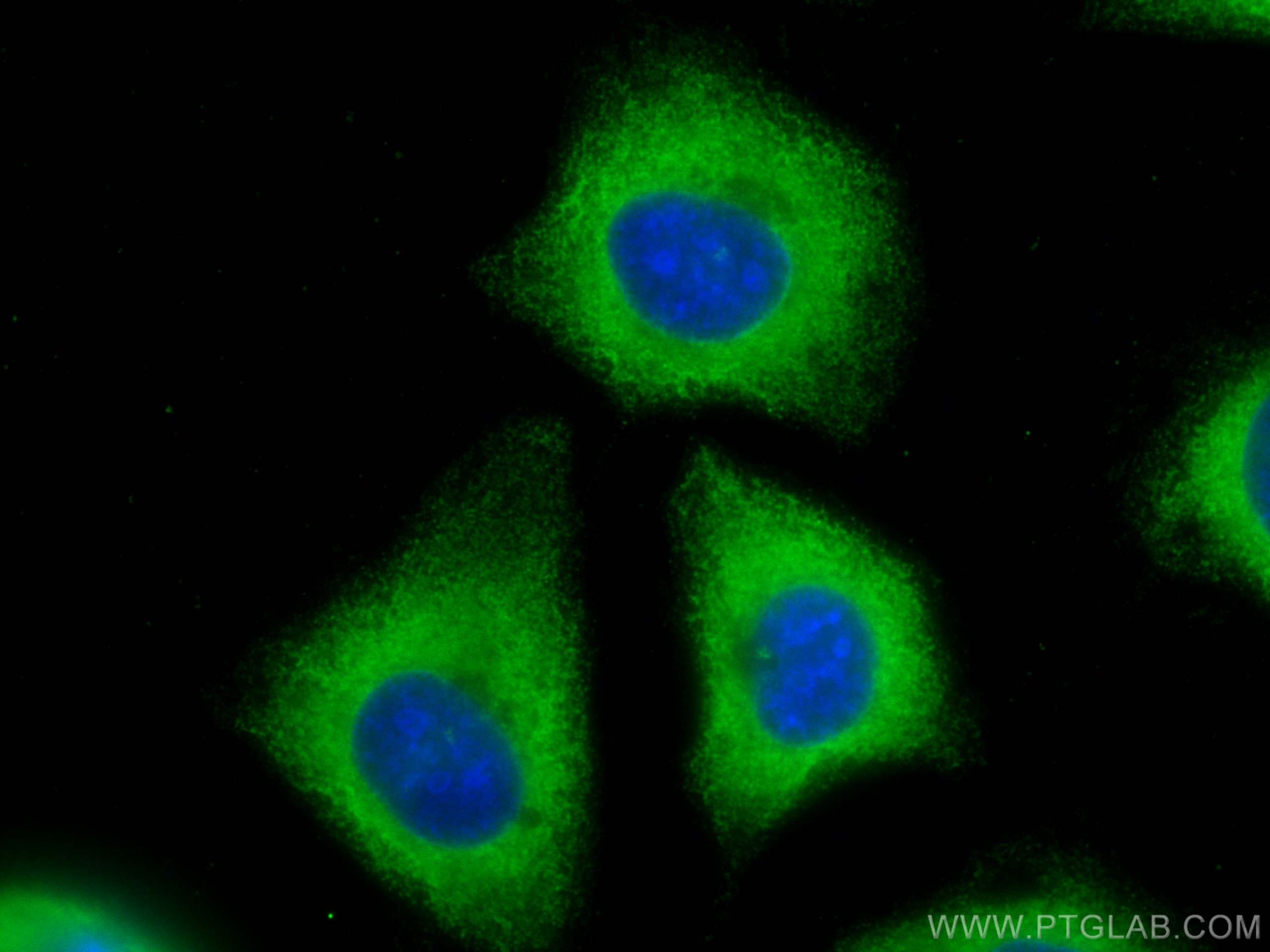 Immunofluorescence (IF) / fluorescent staining of HUVEC cells using CoraLite® Plus 488-conjugated EXOC3L2 Monoclonal a (CL488-66537)