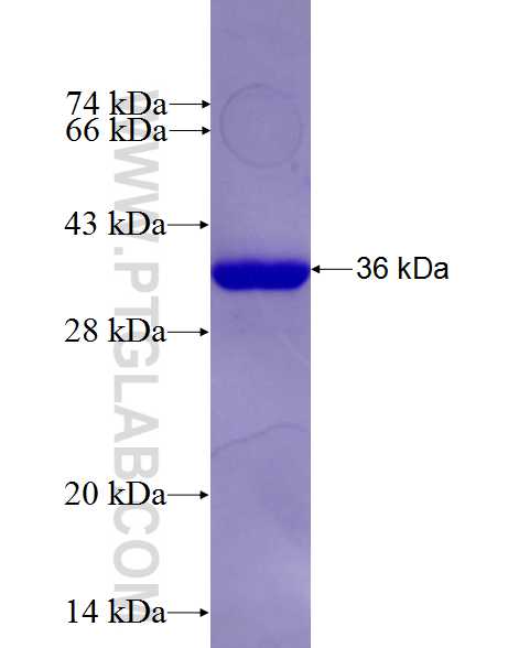 EXOC3L2 fusion protein Ag26912 SDS-PAGE