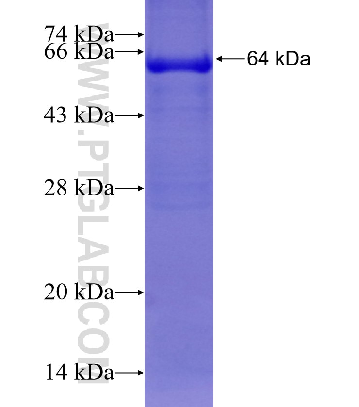 EXOC4 fusion protein Ag2514 SDS-PAGE