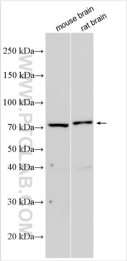 Western Blot (WB) analysis of various lysates using EXOC5 Polyclonal antibody (17593-1-AP)